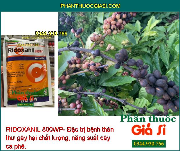 RIDOXANIL 800WP- Đặc Trị Bệnh Do Nấm Gây Hại Cây Trồng