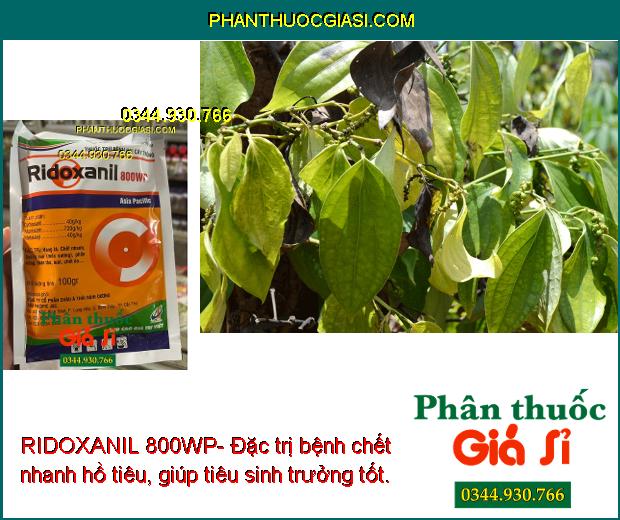 RIDOXANIL 800WP- Đặc Trị Bệnh Do Nấm Gây Hại Cây Trồng