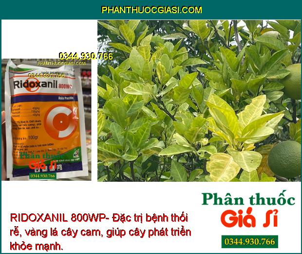 RIDOXANIL 800WP- Đặc Trị Bệnh Do Nấm Gây Hại Cây Trồng