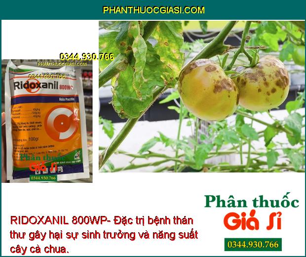 RIDOXANIL 800WP- Đặc Trị Bệnh Do Nấm Gây Hại Cây Trồng