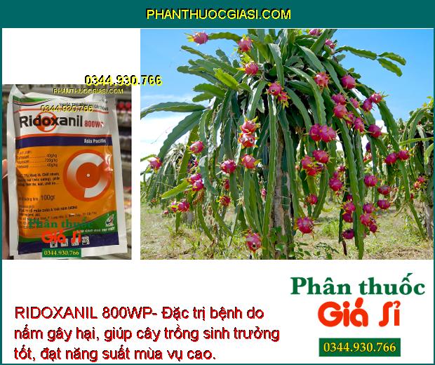 RIDOXANIL 800WP- Đặc Trị Bệnh Do Nấm Gây Hại Cây Trồng