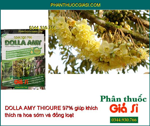 DOLLA AMY THIOURE 97% – Kích Ra Hoa - Đồng Loạt - Chống Chai Đầu Đọt - Tăng Năng Suất