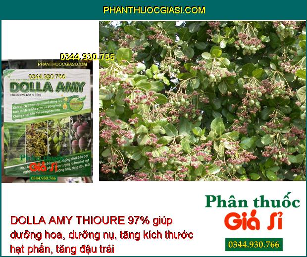 DOLLA AMY THIOURE 97% – Kích Ra Hoa - Đồng Loạt - Chống Chai Đầu Đọt - Tăng Năng Suất