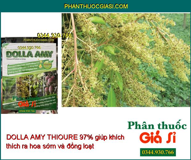 DOLLA AMY THIOURE 97% – Kích Ra Hoa - Đồng Loạt - Chống Chai Đầu Đọt - Tăng Năng Suất