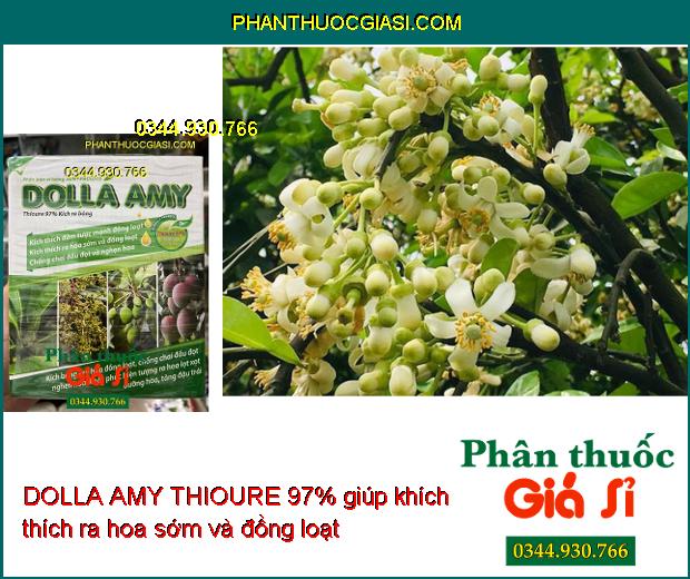 DOLLA AMY THIOURE 97% – Kích Ra Hoa - Đồng Loạt - Chống Chai Đầu Đọt - Tăng Năng Suất