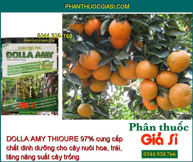 DOLLA AMY THIOURE 97% – Kích Ra Hoa - Đồng Loạt - Chống Chai Đầu Đọt - Tăng Năng Suất