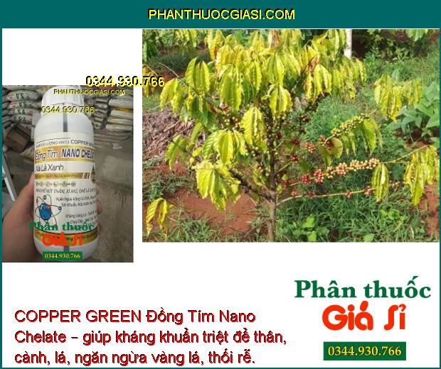 COPPER GREEN Đồng Tím Nano Chelate – Sát Khuẩn -  Ngăn Ngừa Nấm Bệnh - Tăng Sức Đề Kháng