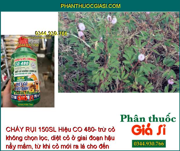 CHÁY RỤI 150SL Hiệu CO 480- Trừ Cỏ Không Chọn Lọc