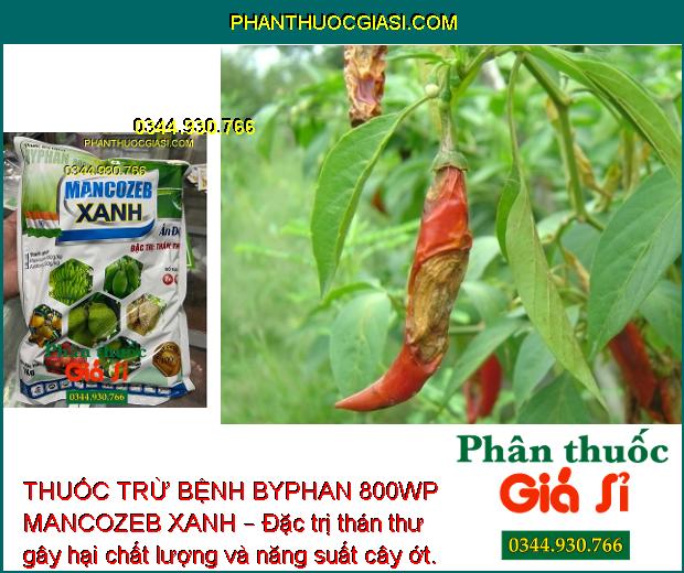 THUỐC TRỪ BỆNH BYPHAN 800WP MANCOZEB XANH – CHUYÊN ĐẶC TRỊ BỆNH THÁN THƯ 