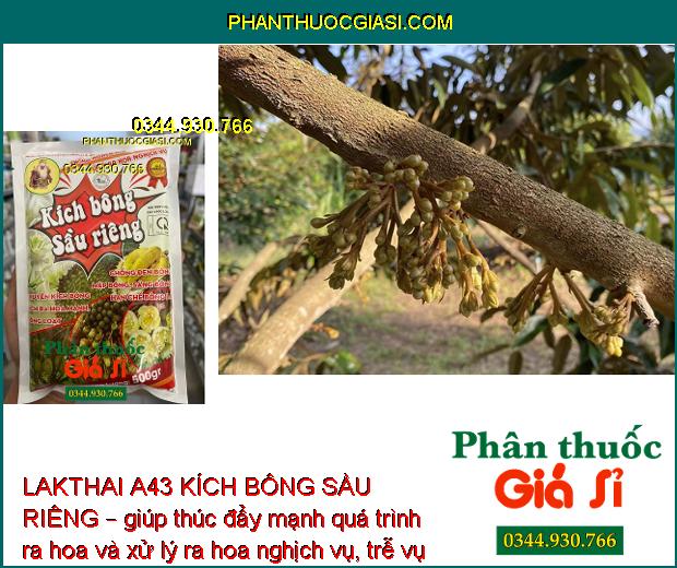 LAKTHAI A43 KÍCH BÔNG SẦU RIÊNG – Kích Ra Hoa Đồng Loạt - Tăng Đậu Trái