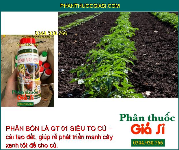 PHÂN BÓN LÁ QT 01 SIÊU TO CỦ – Củ Phì To - Chắc Củ - Nhiều Tinh Bột