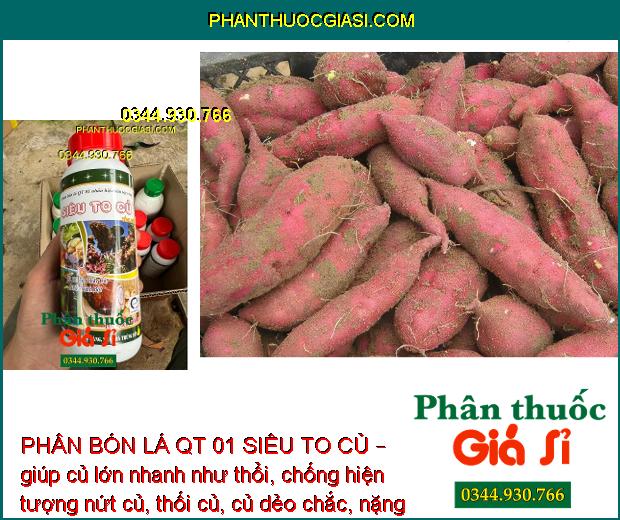 PHÂN BÓN LÁ QT 01 SIÊU TO CỦ – Củ Phì To - Chắc Củ - Nhiều Tinh Bột