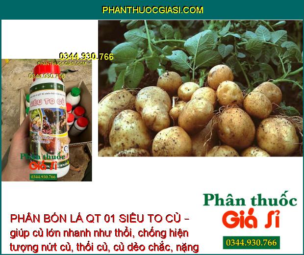 PHÂN BÓN LÁ QT 01 SIÊU TO CỦ – Củ Phì To - Chắc Củ - Nhiều Tinh Bột