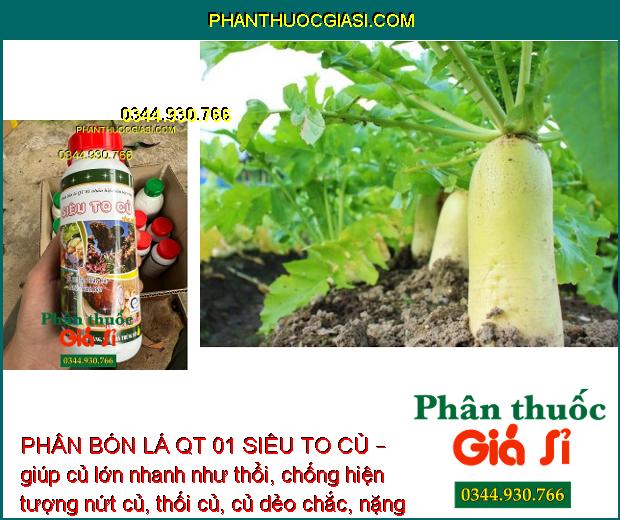 PHÂN BÓN LÁ QT 01 SIÊU TO CỦ – Củ Phì To - Chắc Củ - Nhiều Tinh Bột