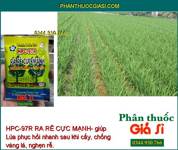 HPC-97R RA RỄ CỰC MẠNH- giúp cây trồng hấp thu tốt chất dinh dưỡng, cây phát triển tốt.