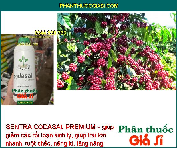 SENTRA CODASAL PREMIUM – Phòng Chống Thối Trái - Nứt Trái - Tăng Năng Suất