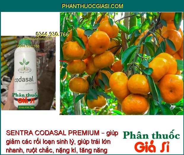 SENTRA CODASAL PREMIUM – Phòng Chống Thối Trái - Nứt Trái - Tăng Năng Suất