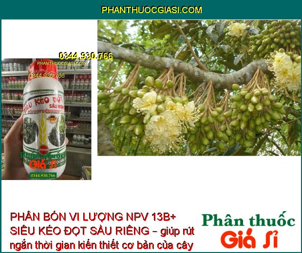 PHÂN BÓN VI LƯỢNG NPV 13B+ SIÊU KÉO ĐỌT SẦU RIÊNG – KÉO ĐỌT ĐỒNG LOẠT