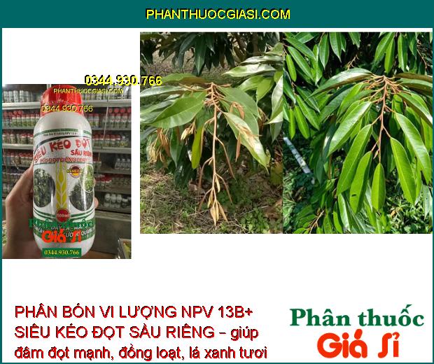 PHÂN BÓN VI LƯỢNG NPV 13B+ SIÊU KÉO ĐỌT SẦU RIÊNG – KÉO ĐỌT ĐỒNG LOẠT