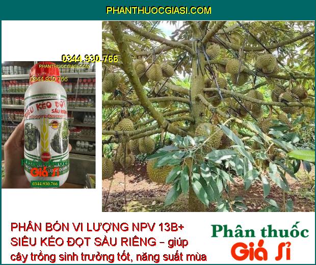 PHÂN BÓN VI LƯỢNG NPV 13B+ SIÊU KÉO ĐỌT SẦU RIÊNG – KÉO ĐỌT ĐỒNG LOẠT