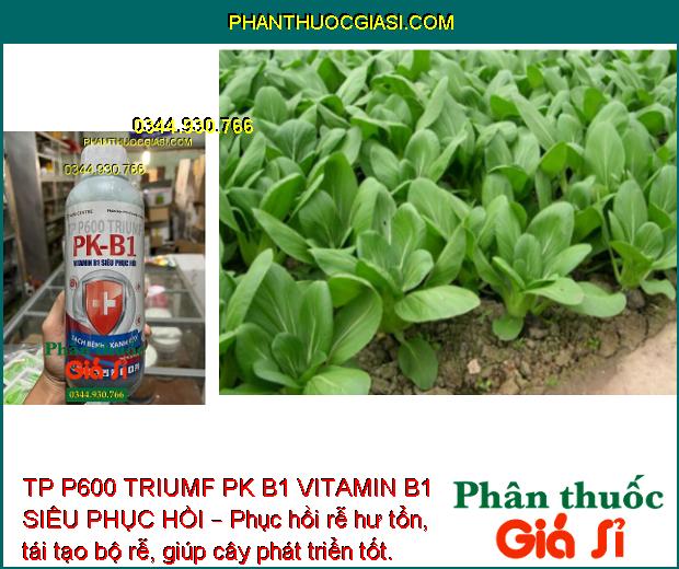 TP P600 TRIUMF PK B1 VITAMIN B1 SIÊU PHỤC HỒI – Tăng Đề Kháng - Cây Phát Triển Mạnh