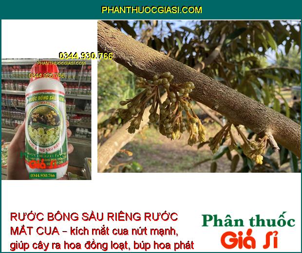 RƯỚC BÔNG SẦU RIÊNG RƯỚC MẮT CUA – Ra Hoa Đồng Loạt - Dai Cuống - Chống Rụng Trái Non