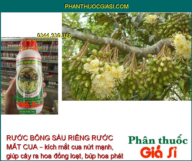 RƯỚC BÔNG SẦU RIÊNG RƯỚC MẮT CUA – Ra Hoa Đồng Loạt - Dai Cuống - Chống Rụng Trái Non