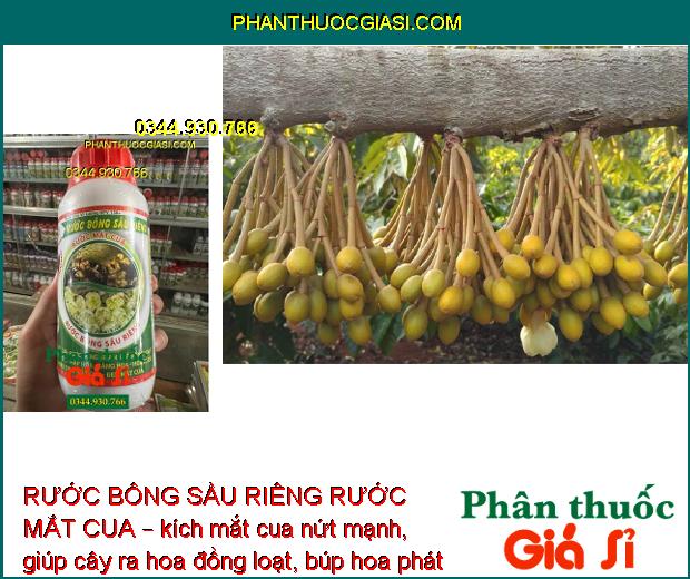 RƯỚC BÔNG SẦU RIÊNG RƯỚC MẮT CUA – Ra Hoa Đồng Loạt - Dai Cuống - Chống Rụng Trái Non