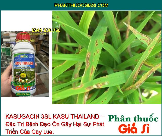 KASUGACIN 3SL KASU THAILAND – Đặc Trị Bệnh Khô Vằn - Đạo Ôn Trên Lúa - Sương Mai Trên Dưa Chuột