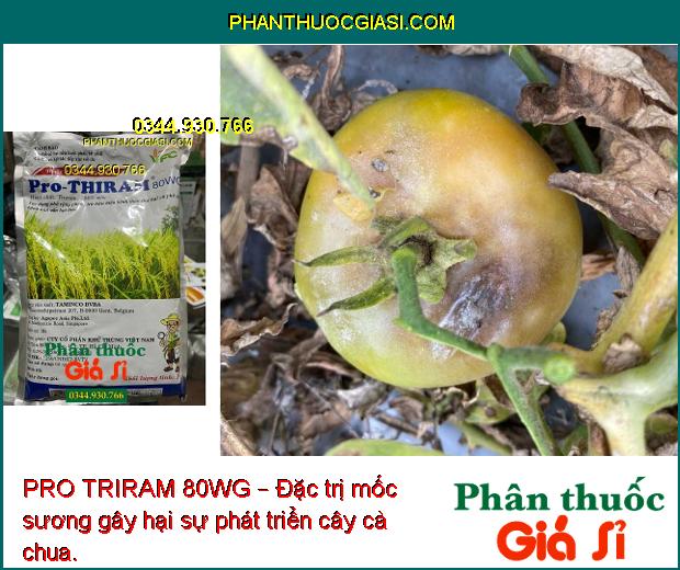 PRO TRIRAM 80WG – Đặc Trị Thán Thư - Mốc Sương -  Khô Vằn