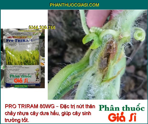 PRO TRIRAM 80WG – Đặc Trị Thán Thư - Mốc Sương -  Khô Vằn