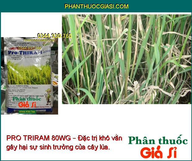 PRO TRIRAM 80WG – Đặc Trị Thán Thư - Mốc Sương -  Khô Vằn