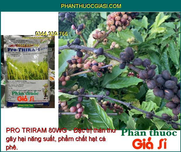 PRO TRIRAM 80WG – Đặc Trị Thán Thư - Mốc Sương -  Khô Vằn