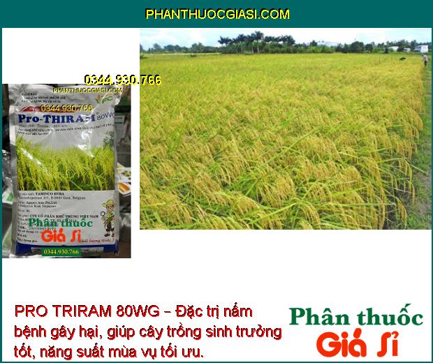 PRO TRIRAM 80WG – Đặc Trị Thán Thư - Mốc Sương -  Khô Vằn