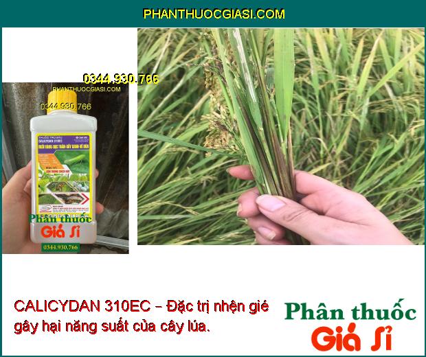 CALICYDAN 310EC – Đặc Trị Các Loại Sâu - Rầy - Côn Trùng Hút Chích