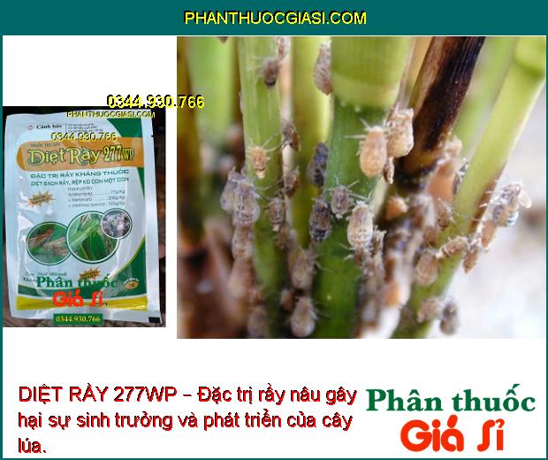 DIỆT RẦY 277WP – Đặc Trị Rầy Kháng Thuốc - Rầy Nâu Trên Lúa