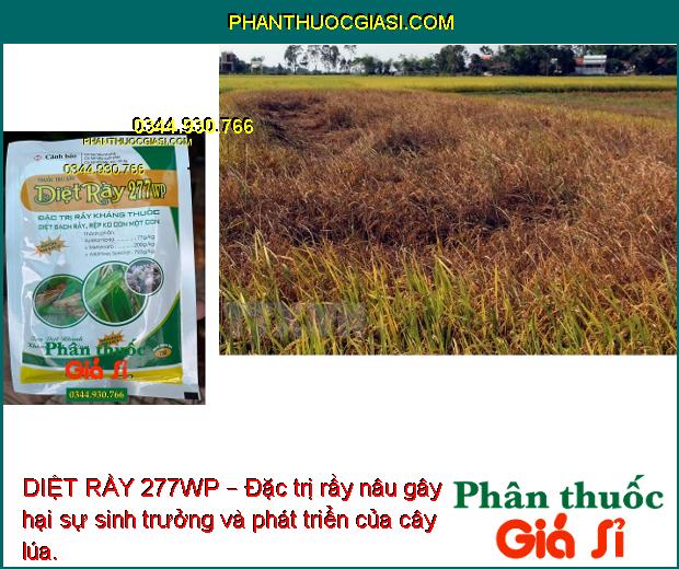 DIỆT RẦY 277WP – Đặc Trị Rầy Kháng Thuốc - Rầy Nâu Trên Lúa