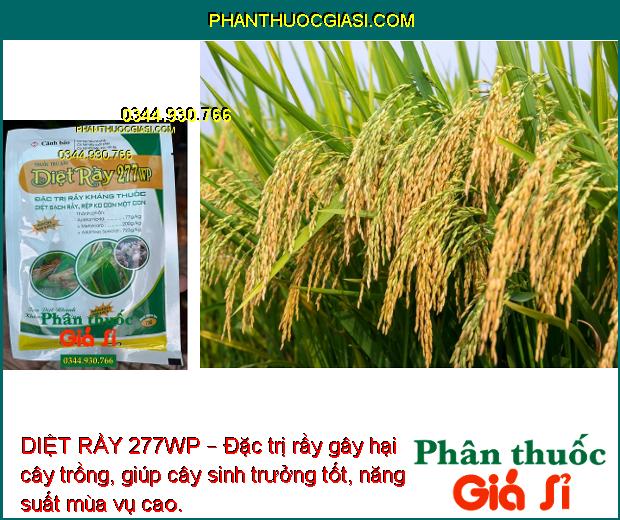 DIỆT RẦY 277WP – Đặc Trị Rầy Kháng Thuốc - Rầy Nâu Trên Lúa