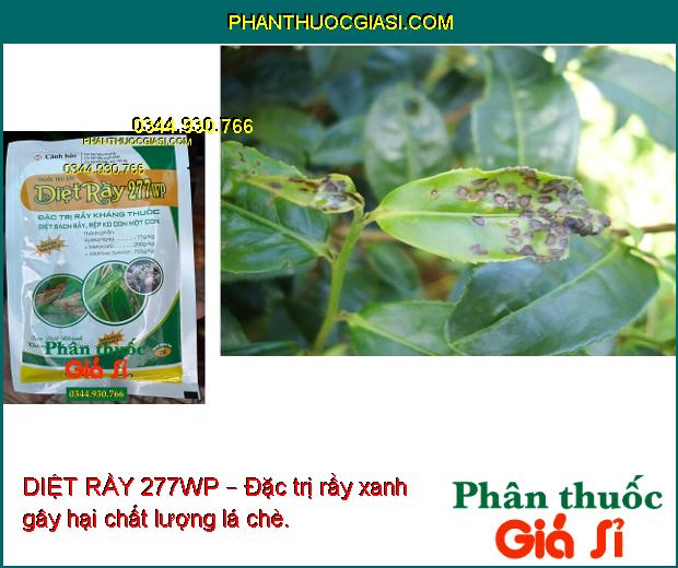 DIỆT RẦY 277WP – Đặc Trị Rầy Kháng Thuốc - Rầy Nâu Trên Lúa