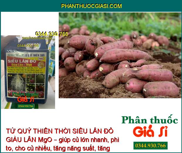 TỨ QUÝ THIÊN THỜI SIÊU LÂN ĐỎ GIÀU LÂN MgO – Tạo Mầm Hoa - Kích Rễ - Xanh Lá - Củ To