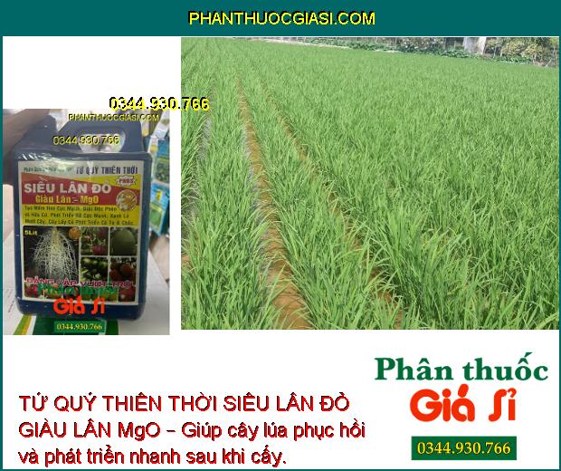 TỨ QUÝ THIÊN THỜI SIÊU LÂN ĐỎ GIÀU LÂN MgO – Tạo Mầm Hoa - Kích Rễ - Xanh Lá - Củ To