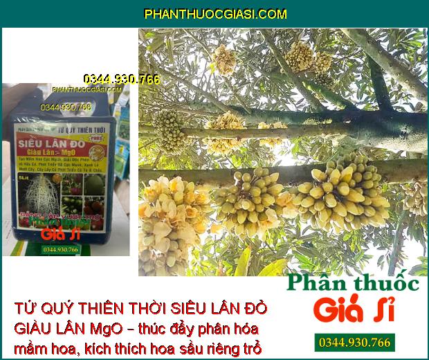 TỨ QUÝ THIÊN THỜI SIÊU LÂN ĐỎ GIÀU LÂN MgO – Tạo Mầm Hoa - Kích Rễ - Xanh Lá - Củ To