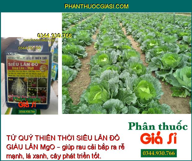 TỨ QUÝ THIÊN THỜI SIÊU LÂN ĐỎ GIÀU LÂN MgO – Tạo Mầm Hoa - Kích Rễ - Xanh Lá - Củ To