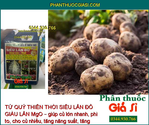 TỨ QUÝ THIÊN THỜI SIÊU LÂN ĐỎ GIÀU LÂN MgO – Tạo Mầm Hoa - Kích Rễ - Xanh Lá - Củ To