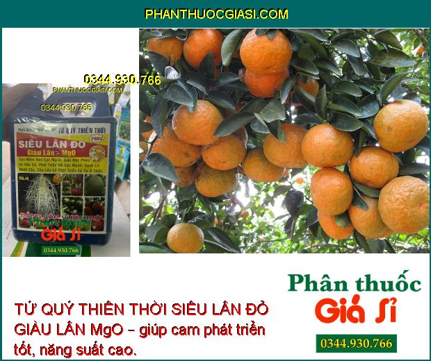 TỨ QUÝ THIÊN THỜI SIÊU LÂN ĐỎ GIÀU LÂN MgO – Tạo Mầm Hoa - Kích Rễ - Xanh Lá - Củ To