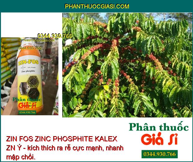 ZIN FOS ZINC PHOSPHITE KALEX ZN Ý - Đặc Trị Vàng Lá - Thối Rễ - Nứt Thân - Xỉ mũ - Đốm Lá - Cháy Lá