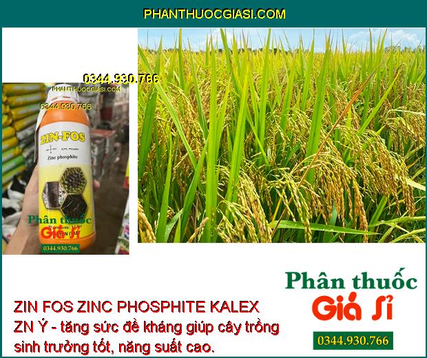 ZIN FOS ZINC PHOSPHITE KALEX ZN Ý - Đặc Trị Vàng Lá - Thối Rễ - Nứt Thân - Xỉ mũ - Đốm Lá - Cháy Lá