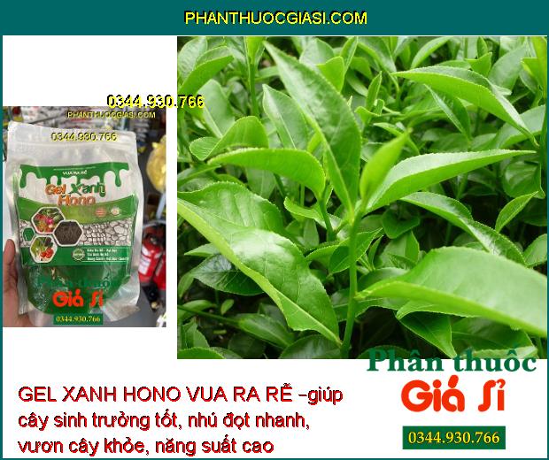 GEL XANH HONO VUA RA RỄ – Kích Thích Ra Rễ - Cải Tạo Đất 