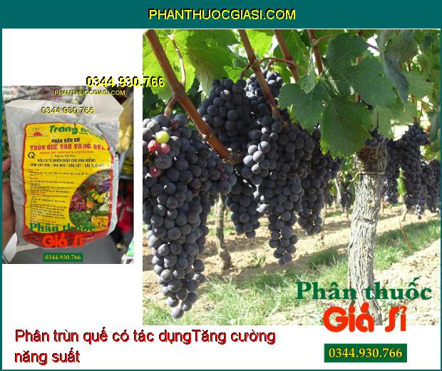 PHÂN HỮU CƠ TRÙN QUẾ SAO VÀNG SV2 - Cải Tạo Đất - Cung Cấp Chất Hữu Cơ Và Dinh Dưỡng Cho Cây 