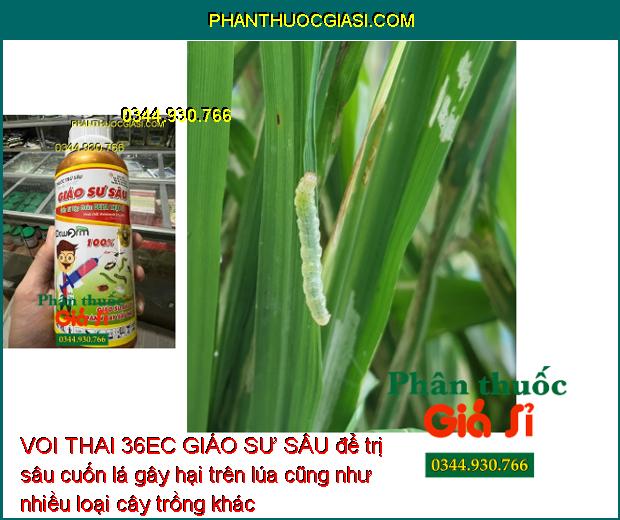 VOI THAI 36EC GIÁO SƯ SÂU - Đặc Trị Nhiều Loại Sâu Gây Hại Cây Trồng